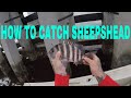 HOW TO CATCH SHEEPSHEAD . fishing bridge fenders and dock pilings