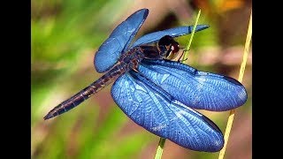 recognise dragonflies with their unique facts