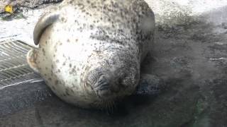 日本平動物園　お昼寝アザラシ君