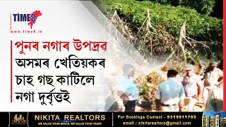 অসমৰ খেতিয়কৰ চাহ গছ কাটিলে নগা দুৰ্বৃত্তই, অসম-নগালেণ্ড সীমান্তত পুনৰ উত্তেজনা