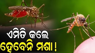 ଏମିତି କଲେ ଘରେ ପଶିବେନି ମଶା ମାଛି ! ।। Ambika TV