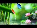 Relaxing Sleep Music + Insomnia: Bamboo, Stress Relief, Deep Sleep, Relax & Therapy Music