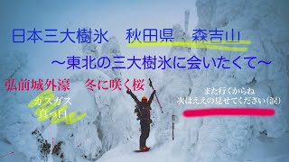 日本三大樹氷　秋田県　森吉山　〜東北の三大樹氷に会いたくて〜  おまけ：弘前城の冬に咲く桜 4K