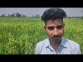 milky and rising stage of bx 44 as summer paddy at dhabarsi district amroha u. p