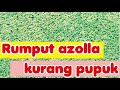 ciri ciri azolla kurang pupuk