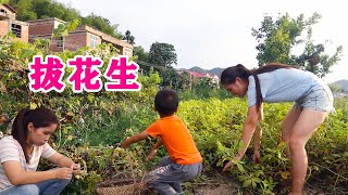 小北家里的花生熟了，姑嫂俩去拔点来煮盐水花生，真正的农村味道