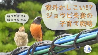 案外かしこい!? ジョウビ夫妻の子育て戦略