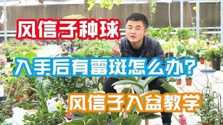 风信子种球有霉斑，对其生长有影响吗？风信子养护分享