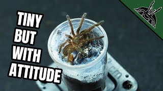 TINY Tarantulas and Spiders!