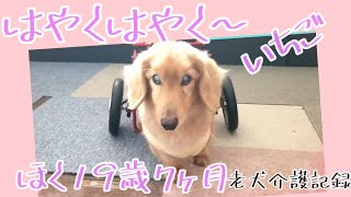 いちご希望➰  ぼく19歳7ヶ月　老犬介護　マロン君　【ミニチュアダックス】2021 3 22撮影