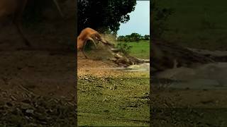 Wild Crocodile Ambush Caught on Camera!