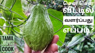 சௌ சௌ வீட்டில் வளர்ப்பது எப்படி | how to grow chayote from fruit at home |chow chow  chayote squash