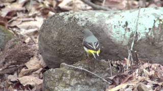 野鳥撮影・ キセキレイの抱卵　Grey Wagtail