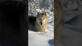 Wolfdogadventure - Germany - Daylight 🐺❄️ #wolfdogadventure #wolf #dogshorts #wolfdog #winter