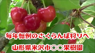 さくらんぼ狩りは間違いなく美味しい   山形県米沢市　佐藤錦　６月２７日