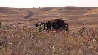 Video News Feature | The Disappearing Prairie