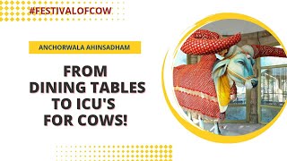 From Dining Table For Cows to ICUs for them - Anchorwala Ahinsadham Has It All