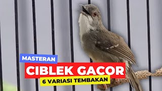 Ciblek Kristal Gacor Ngebren 6 Variasi Cocok Untuk Masteran Ciblek