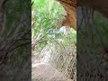 have you ever seen bamboo cave man made explore china tourist place