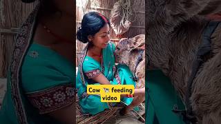 🤱Cow 🐄 feeding #shortsvideo