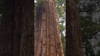 ഏഷ്യയിലെ ഏറ്റവും വലിയ തേക്ക്/The largest teak in Asia