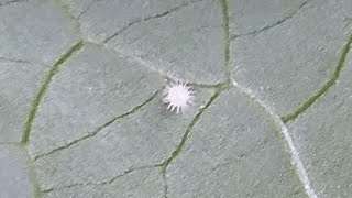 Egg of Common Castor Butterfly