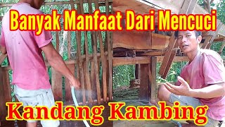 Cara Membersikan Kandang Kambing.!! Dan Manfaat Memandikan Kambing