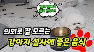 강아지 설사할때 좋은 음식 【feat 강아지 설사 멈추는 법】