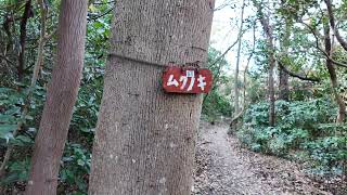 リスとの遭遇。2025年2月の鎌倉広町緑地