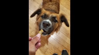 Best Treat Ever for Dogs - My Dog Sitter Secret Weapon