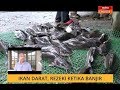 Cerita Sebalik Berita: Ikan darat, rezeki ketika banjir