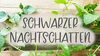 Schwarzer Nachtschatten im Garten / Gemüsebeet | Kompost\u0026Liebe