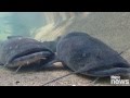 Get up close and personal with Minnesota's native fish