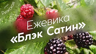 Ежевика «Блэк Сатин» 🖤 Характеристика сорта и особенности ухода