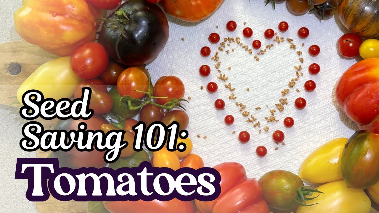 Tomato Seed Saving 101 Easy Steps To Preserve Next Year S Harvest