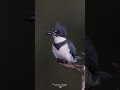 Belted Kingfisher Swallows a Fish