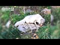 【旭山動物園】柿おいしい♪🦊❄️まっしろ冬毛もふもふホッキョクギツネ asahiyama zoo arctic fox