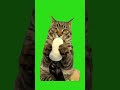 猫動画素材6　 グリーンバック 猫ミーム 猫マニ クロマキー greenscreen fireworks chromakey フリー素材 cat ねこ