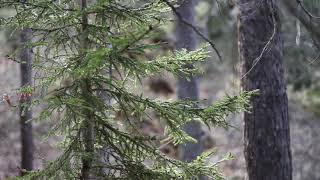 Young Spruce Branches - Free footage