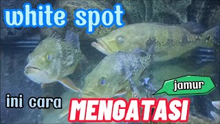 cara mengatasi pbass whitespot | PEACOK BASS