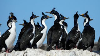 Monitoreo de Cormorán Imperial en Isla Tovita (1)