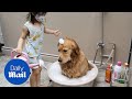 Patient Golden Retriever gets a bath from six-year-old girl