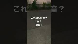 謎な音#不思議#虫#電線