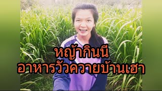 หญ้ากินนีอาหารวัวควายบ้านเฮา  |  บ้านสวนของขวัญ EP.18