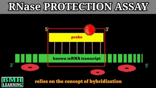 RNAse Protection Assay | Nuclease Protection Assay |