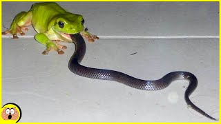 15 Keer dat Slangen Ruzie Maakten met de Verkeerde Tegenstander
