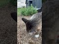 撫でると顔が沈んでしまう猫ちゃん 野良猫 ネコ 地域猫