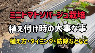 ソバージュ栽培植え付けですね