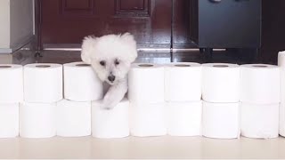 휴지벽에 도전하는 강아지  (Toliet Paper wall Challenge)