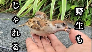 今年生まれた子スズメがじゃれて来ました　すずめ日記